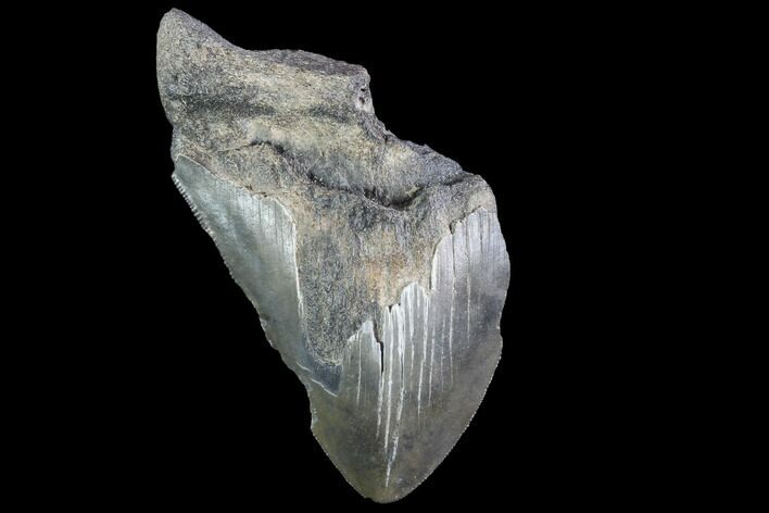 Partial, Fossil Megalodon Tooth #89418